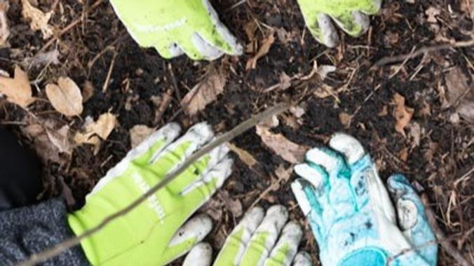 Forest Regeneration Volunteer Workday