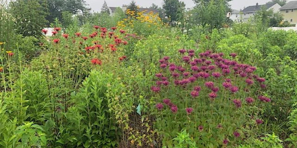 Native Tuesdays at Imagine Garden