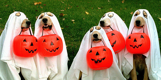 Halloween Dog Parade