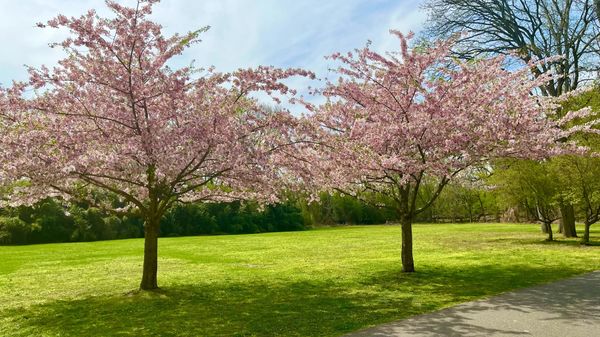 Neurodiverse and Neurotypical Walk! Paramus NJ Ages 18-40