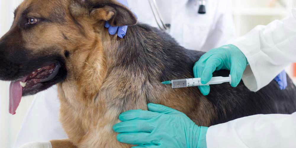 Scheduled Rabies Clinics