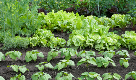 Opening of the Ho-Ho-Kus Community Garden